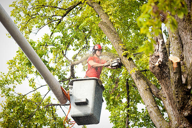 How Our Tree Care Process Works  in  Coleraine, MN